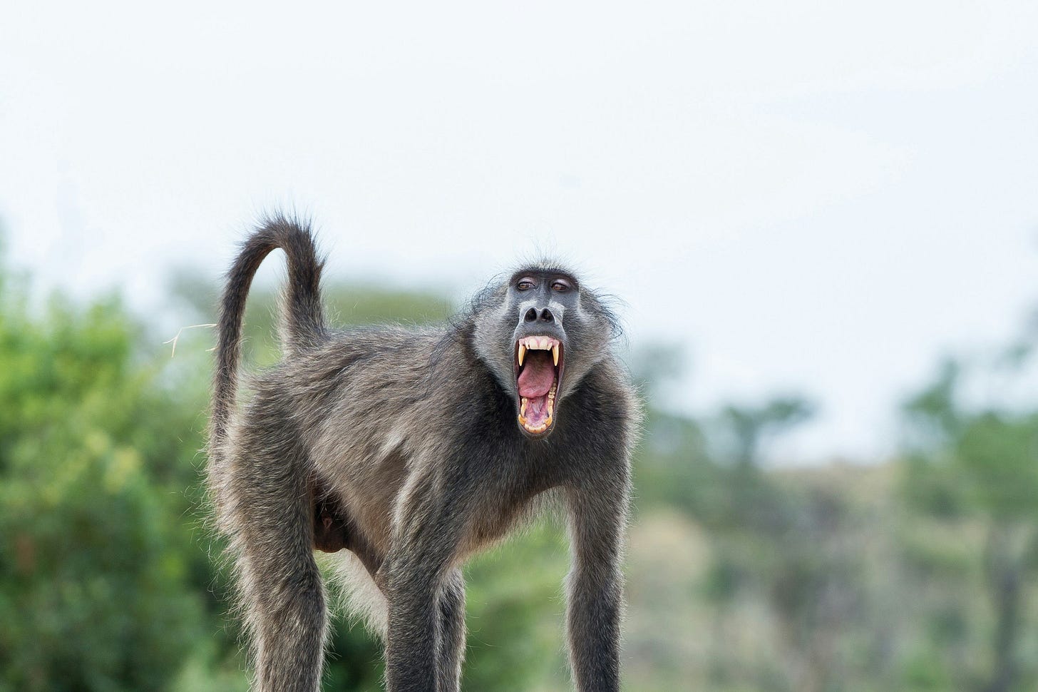 Baboon | Side by Side Safaris | Side by Side Safaris