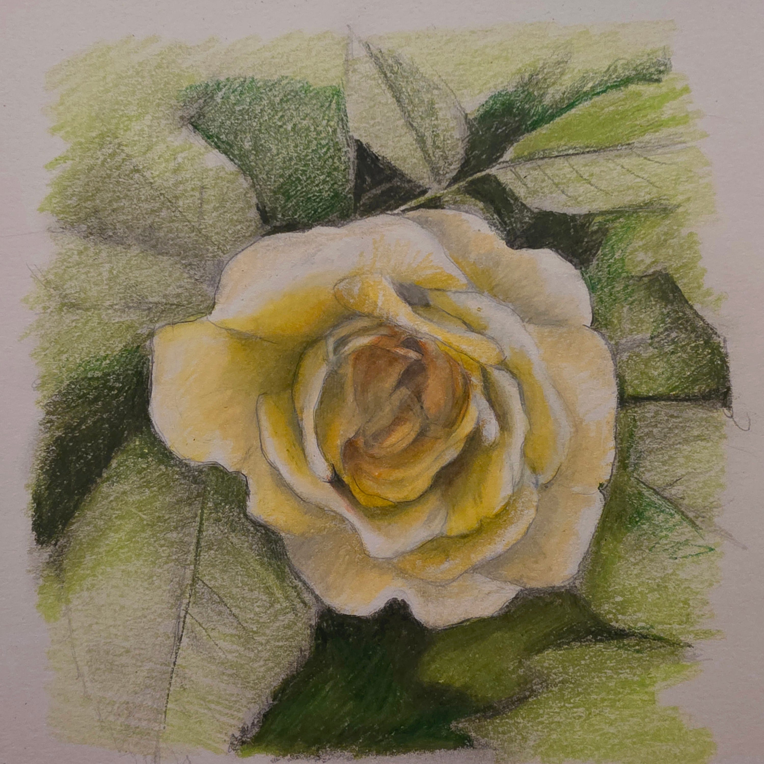 All Roses Drawing Step by step drawing of a Rose - by Camilla Rose Imanuelsen