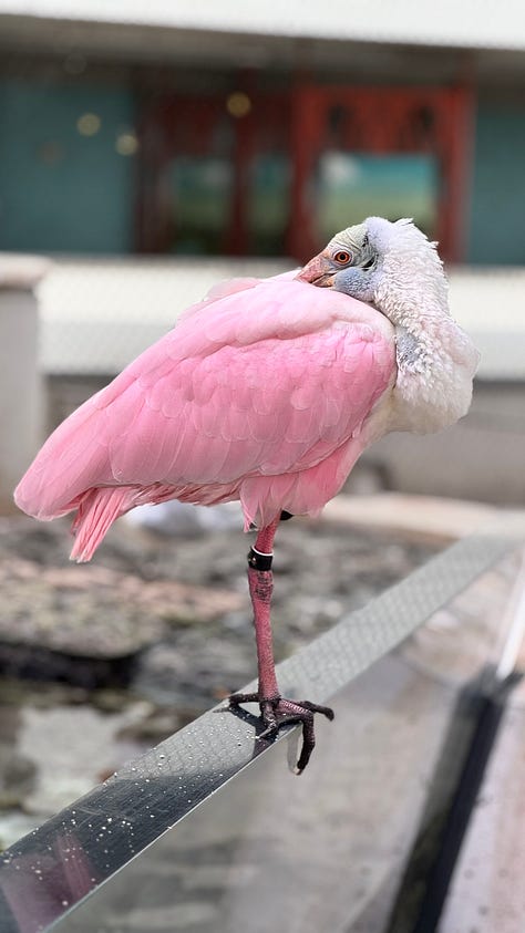 three images. the first one is of a pink flower with green leaves. the second image is of a small scruffy dog on a 4-week bicycle with the beach as a backdrop. third photo is of a pink feathered bird.