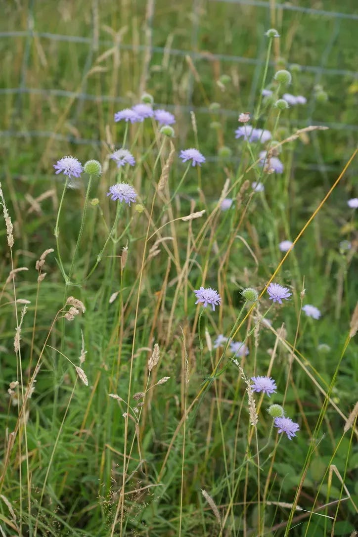Knautia arvensis | field scabious Knautia arvensis | field scabious