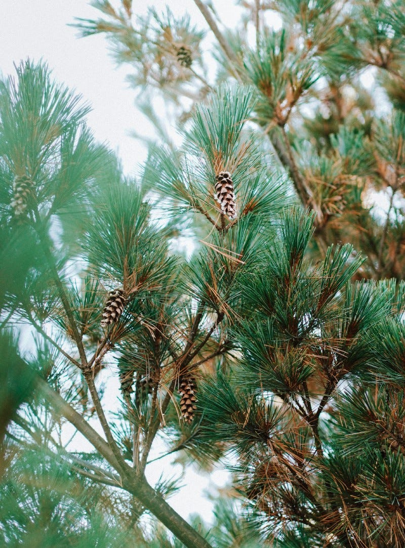 A longleaf pine tree with pine cones