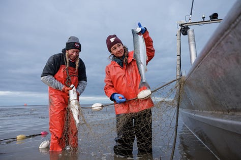 Photos of a woman writing in a waterproof notebook, picking sockeye salmon out of a gill net, and fishing for salmon in Alaska