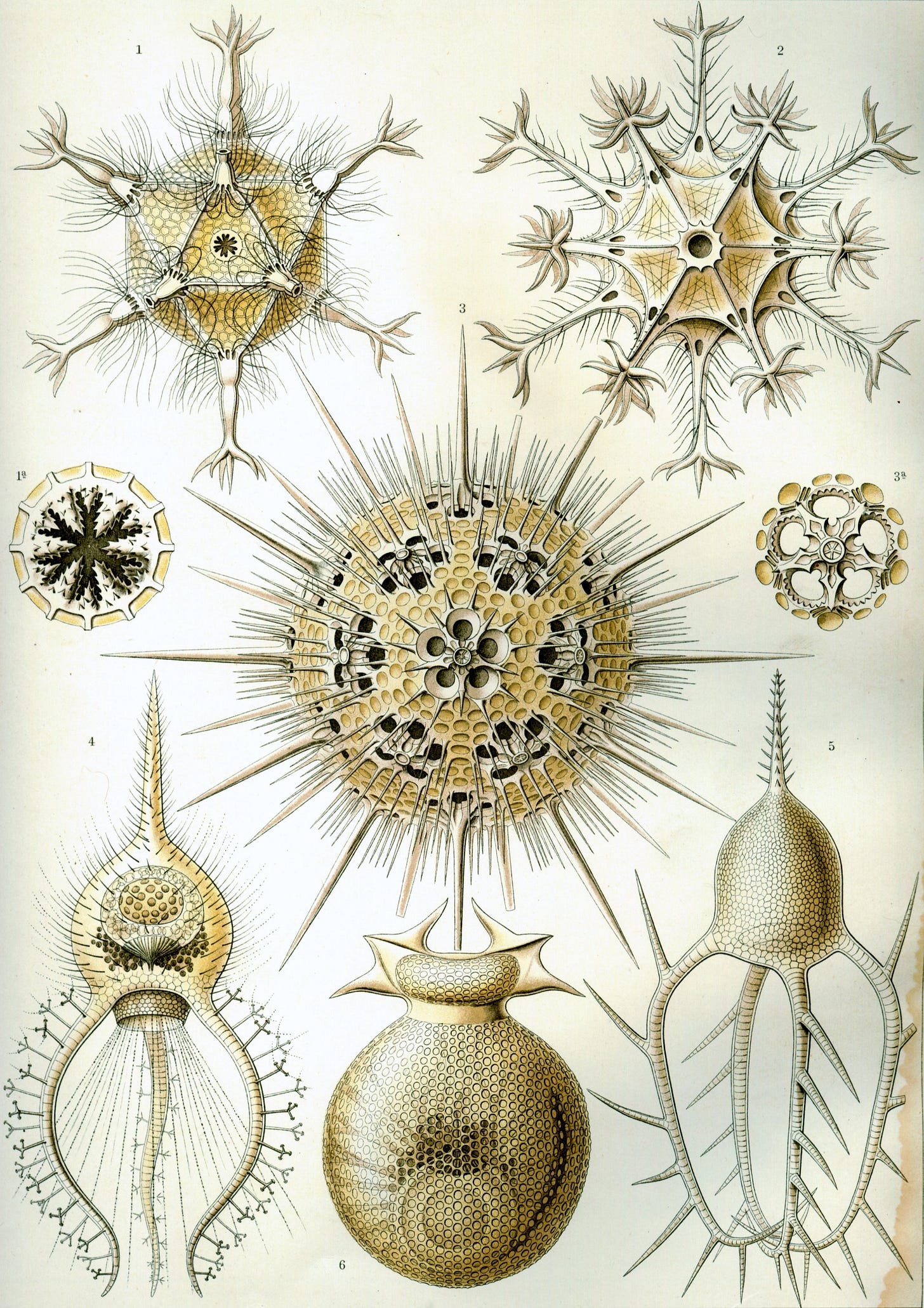 Ernst Haeckel's lithograph of intricate radiolarian shells from Kunstformen der Natur, showing eight specimens of single-celled organisms with bounded silica skeletons