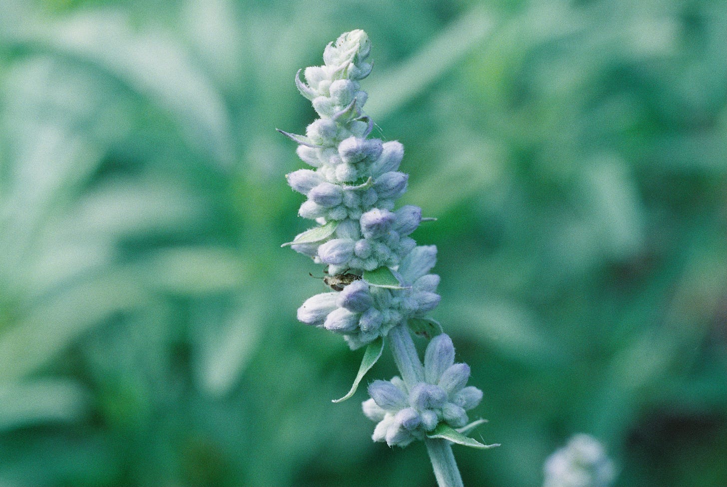 Immature blossoms of Salvia farinacea, mealy blue sage
