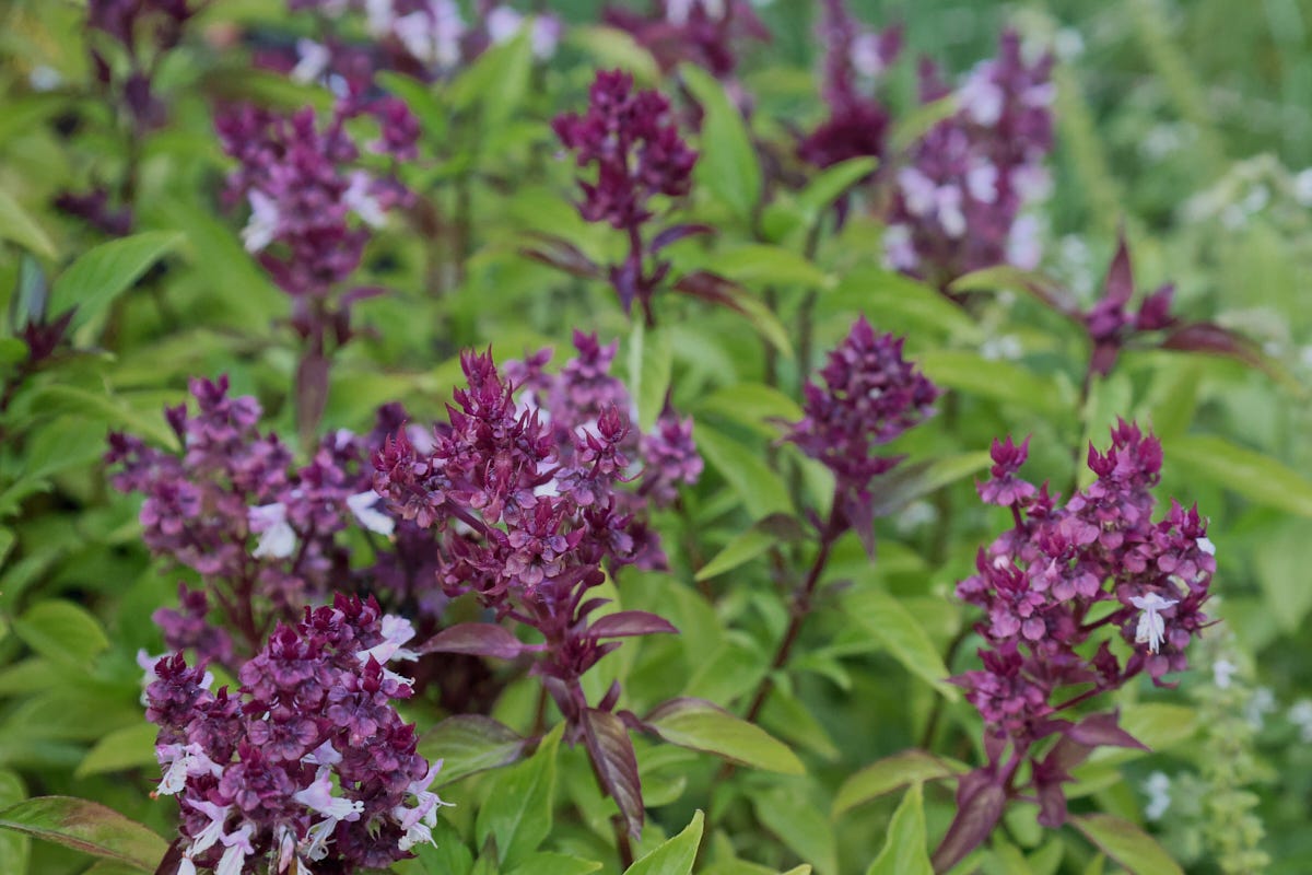 golden mountain sweet thai basil growing in a garden golden mountain sweet thai basil growing in a garden
