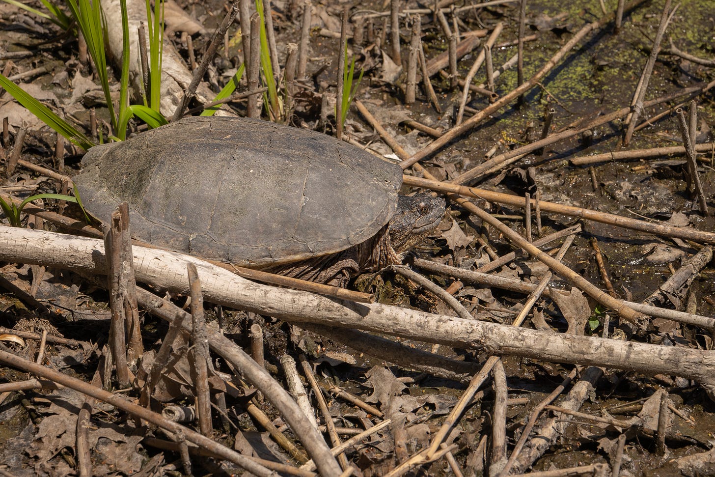 Snapping Turtle sits in the sun beside a wetland