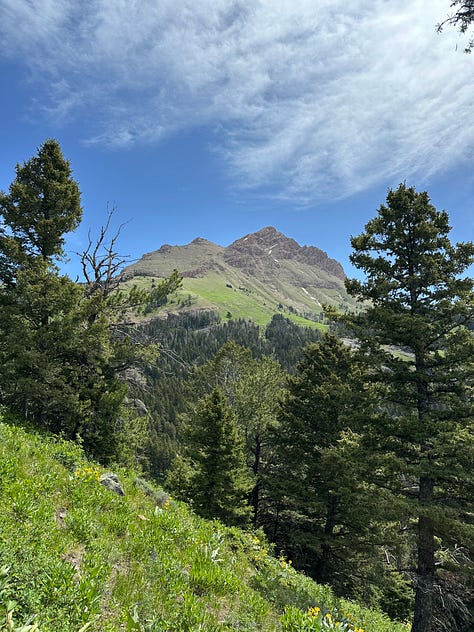 A tree, men talking on a trail, view of mountaintop from below