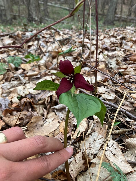 Hepatica; Early Blue Cohosh; Dutchman's Breeches; Bluets; Bloodroot; Trillium