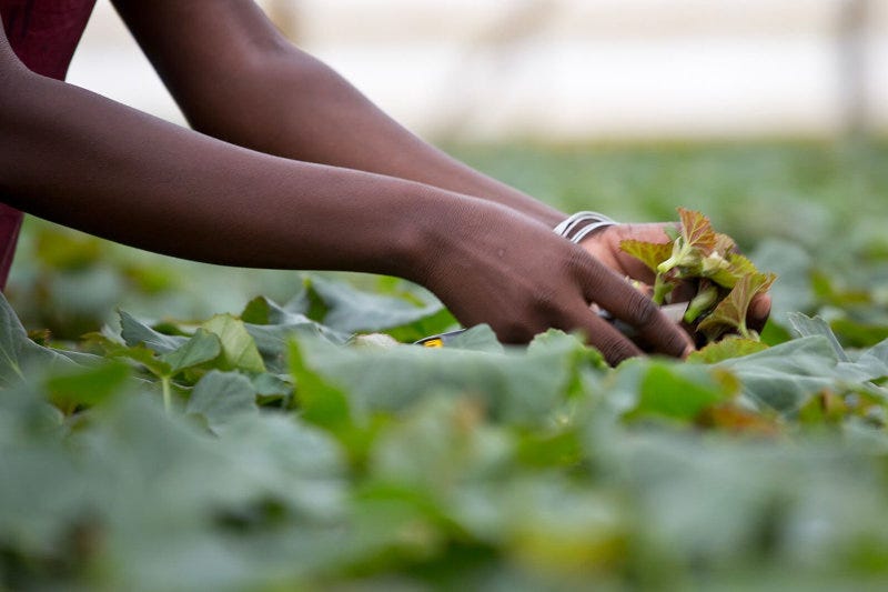 DEG backs Selecta One acquisition of Ugandan cutting farm DEG backs Selecta One acquisition of Ugandan cutting farm