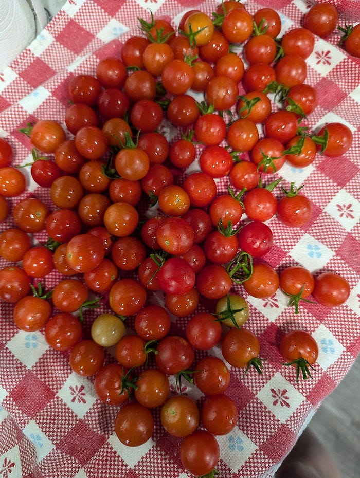 cherry tomatoes