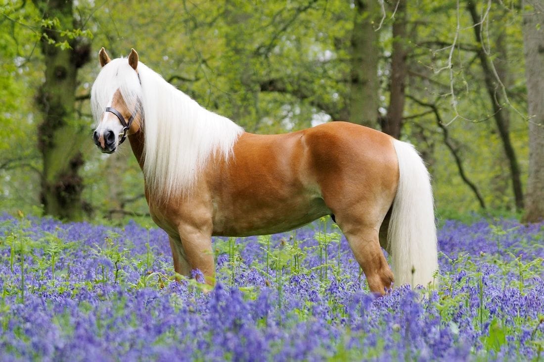 Haflinger Horse Breed Guide: Characteristics, Health & Nutrition