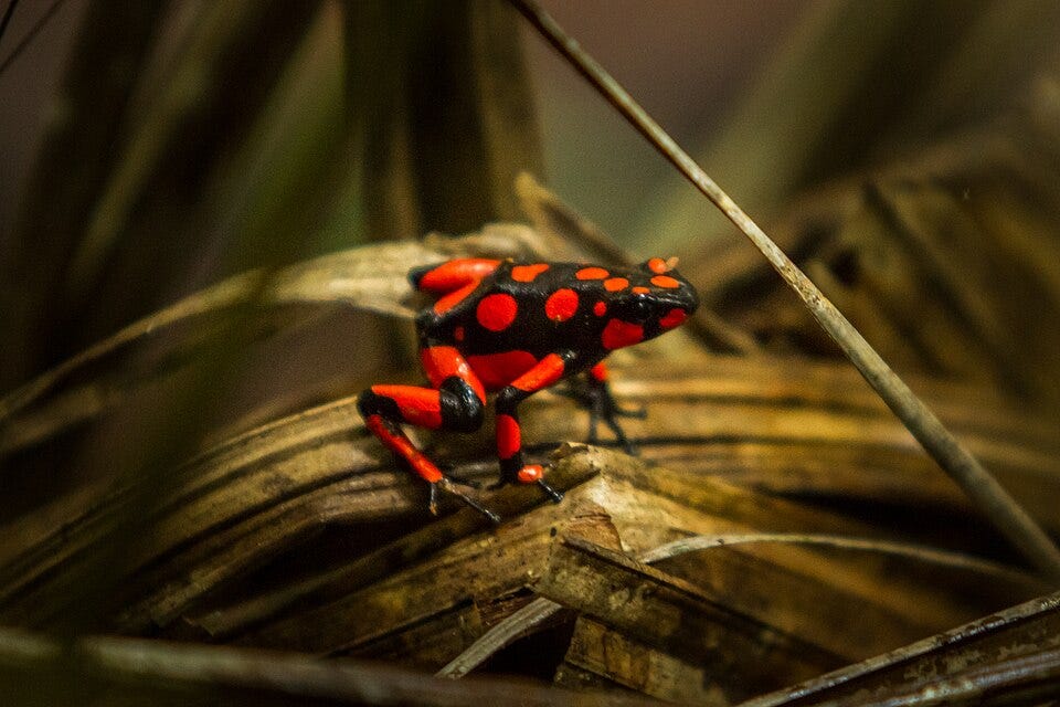 File:Poison Dart Frog.jpg File:Poison Dart Frog.jpg