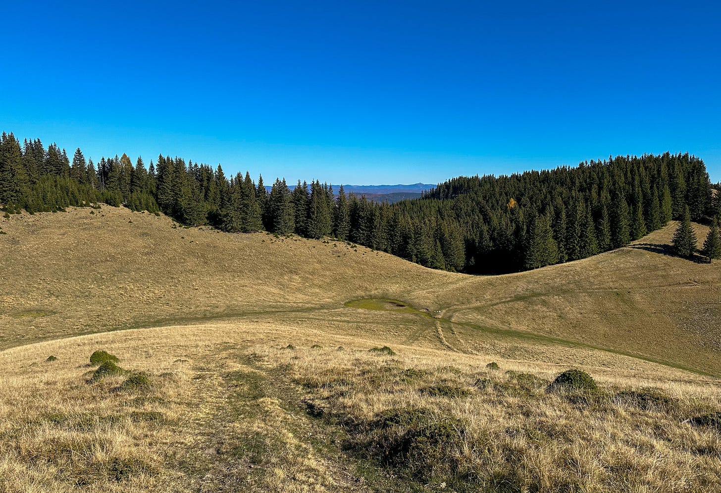 Above the tree-line, in a grassy meadow
