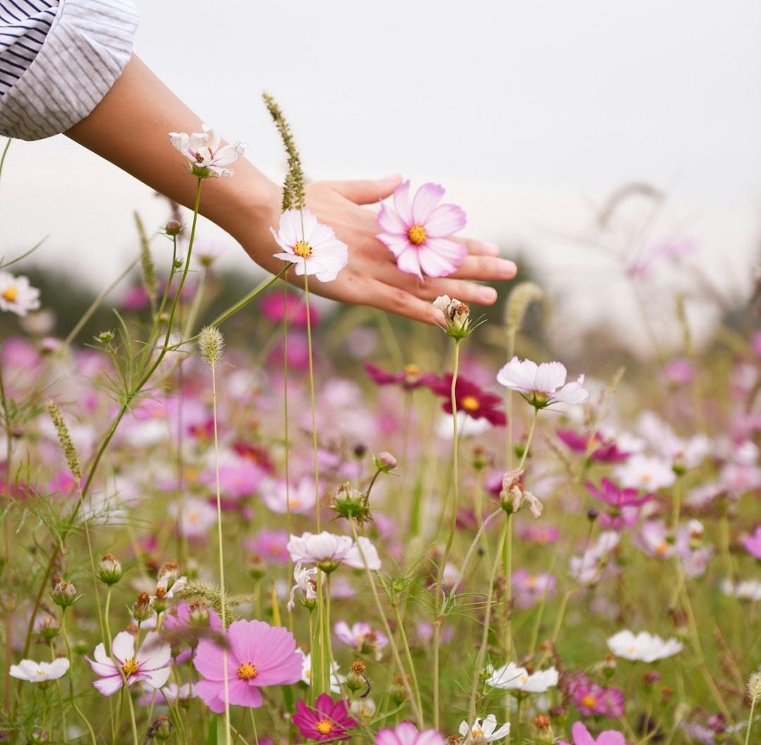 woman holding pink petaled flower