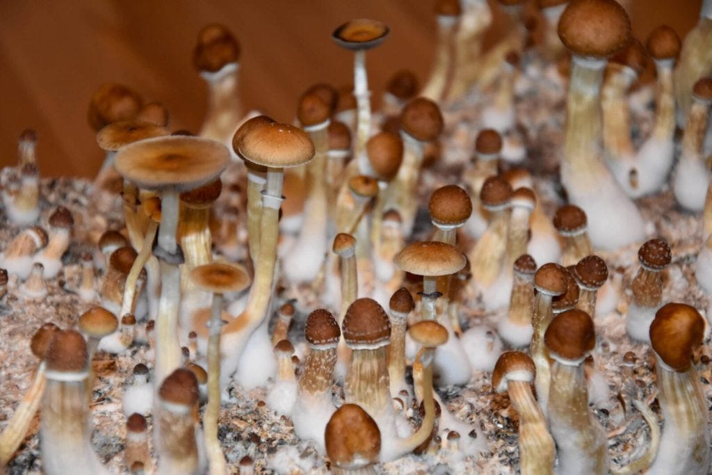 Penis Envy Mushroom