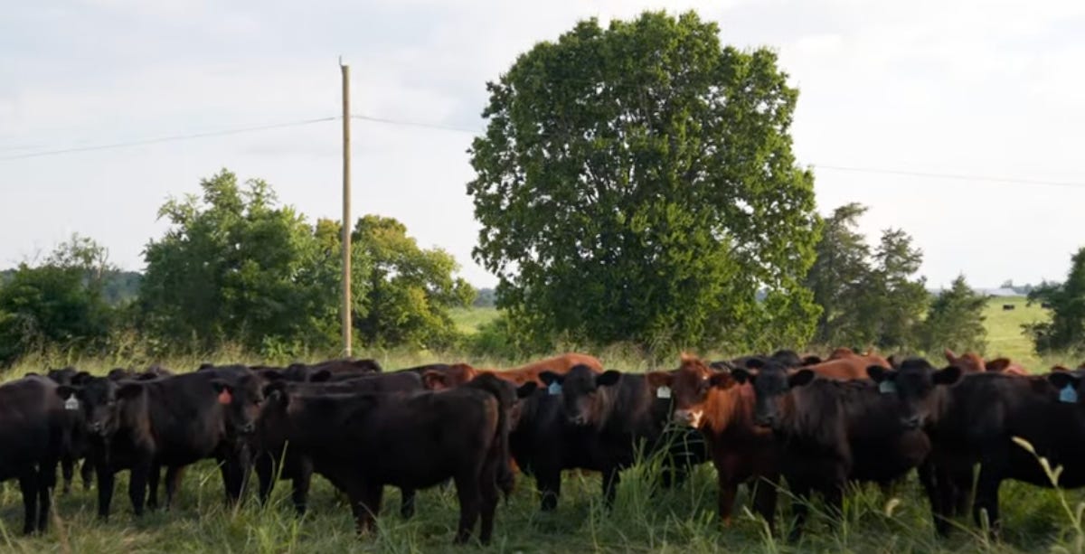 Cows standing in pasture at Rucker farms with telephone wires overhead Cows standing in pasture at Rucker farms with telephone wires overhead