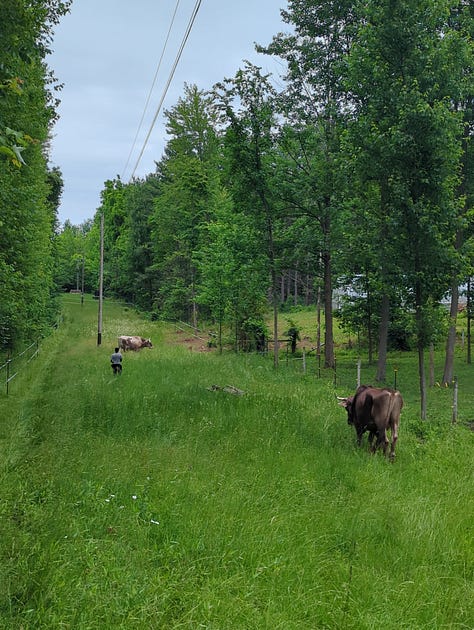 The oxen in tall grass, and the results of milling for Chris T.