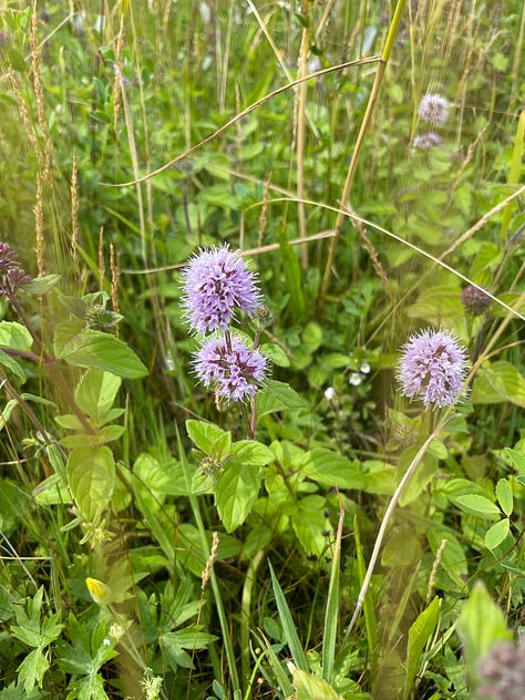Common Blue butterfly, Pink Cats-tail, Marsh Orchid, Strawberry Clover, Water Mint, Yellow Rattle, Grass of Parnassus, and Red Admiral on Hemp-agrimony.