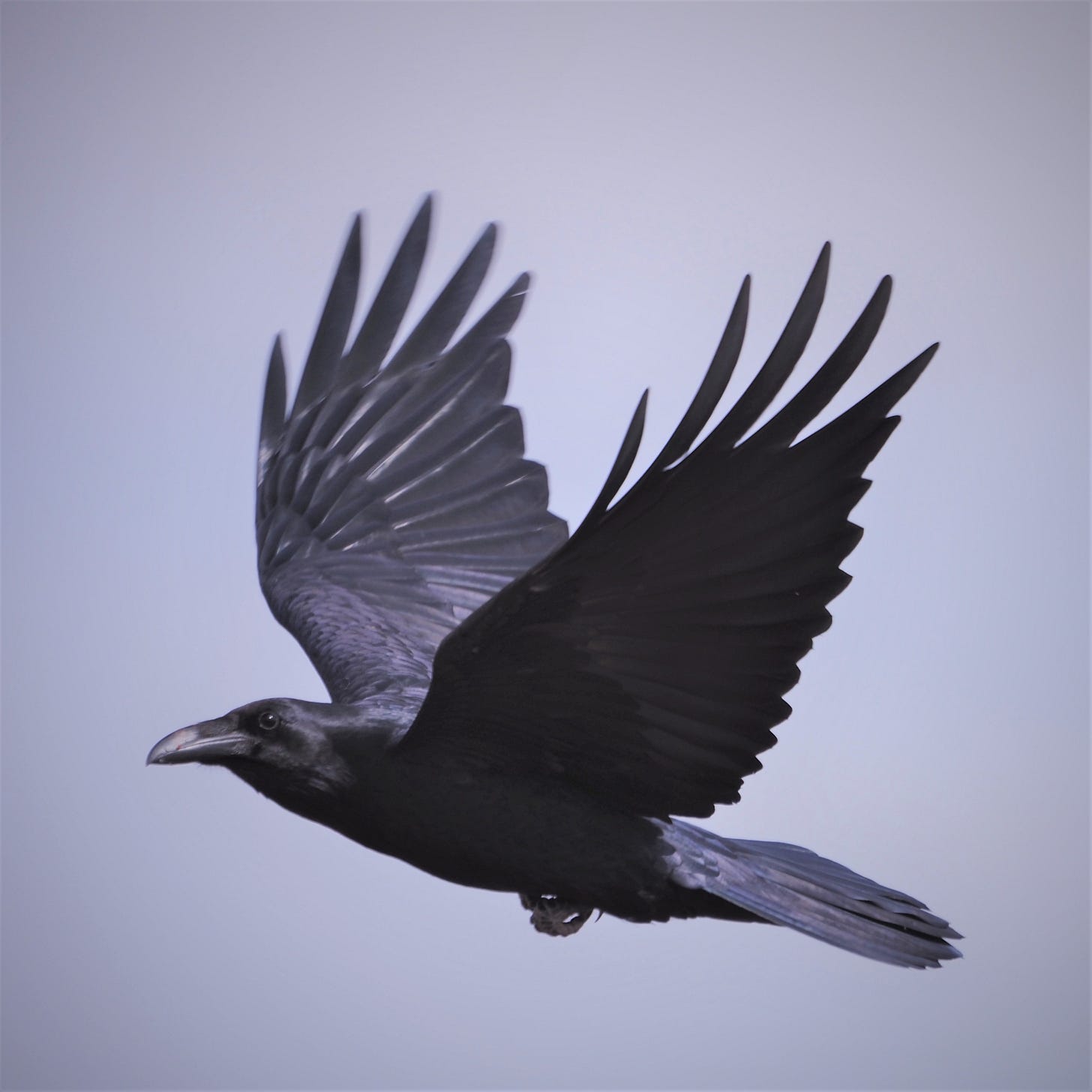 A large all-black bird flaps across the sky. Its bill is hefty with coarse “hairs” at the base. Its eyes and feet are also dark. Space between the feathers at the tips of its broad wings gives the bird a “fingered” appearance.