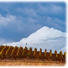 Wine Chronicles: Can Carneros Cabernet Be Napa’s Future?