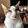 Cat's avatar