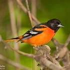 Birds and the Examined Life