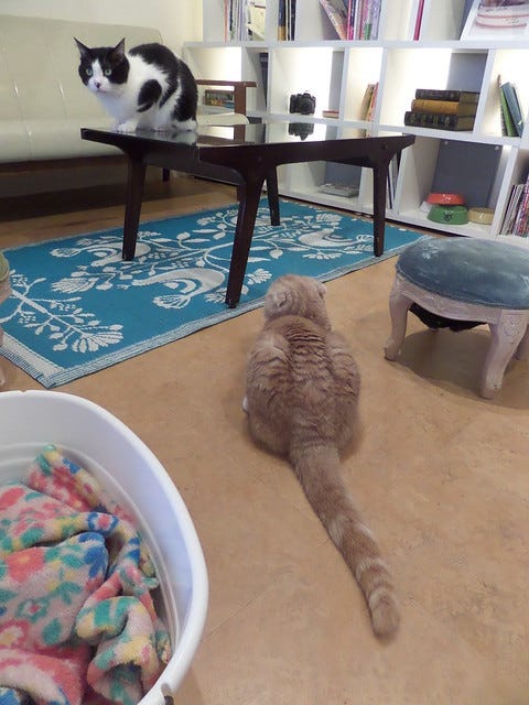 Cat Cafe Ebisu Cat Cafe Ebisu