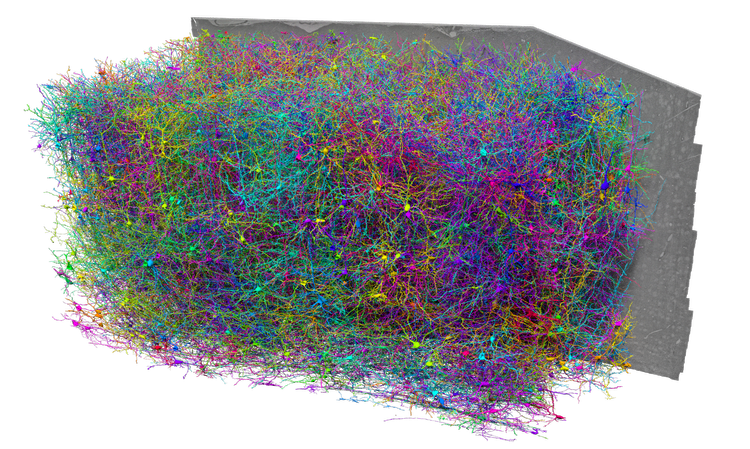 A subset of the MICrONS dataset. All rights reserved, the MICrONS consortium.