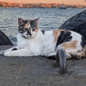 istanbul cat lounges by the seaside istanbul cat lounges by the seaside