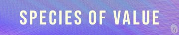 Species of Value
