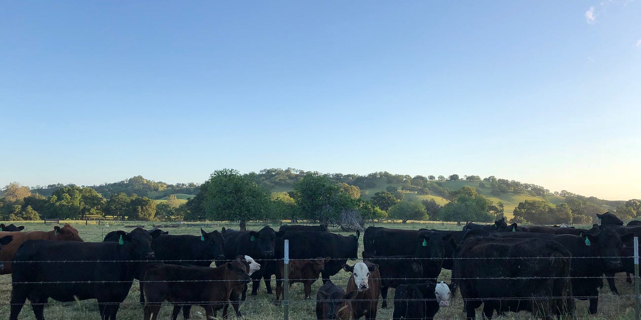 Amid noisy week in beef policy, USDA drops plan to fortify American ranching