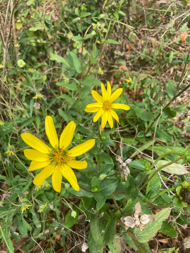 Flowering plants in the Florida-Friendly Landscaping Demonstration Garden that include purple blazing star, white snow squarestem, yellow Starry rosinweed, and red pentas.
