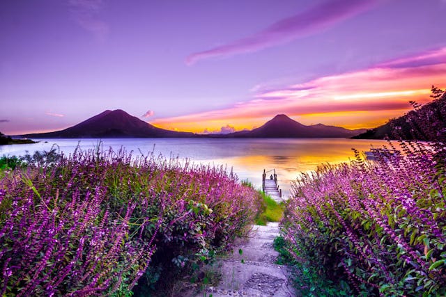 A landscape view of water with low mountains in the distance and a purple-and-gold sunset on the horizon. A nearby sandy path cuts toward the water through long, thin purple flowers to either side.