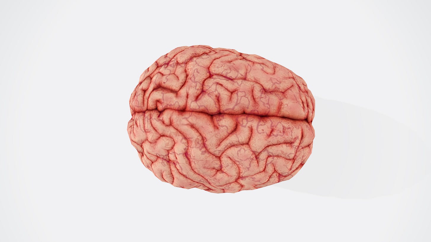 Picture of the Brain