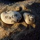 BeachSloth’s Newsletter