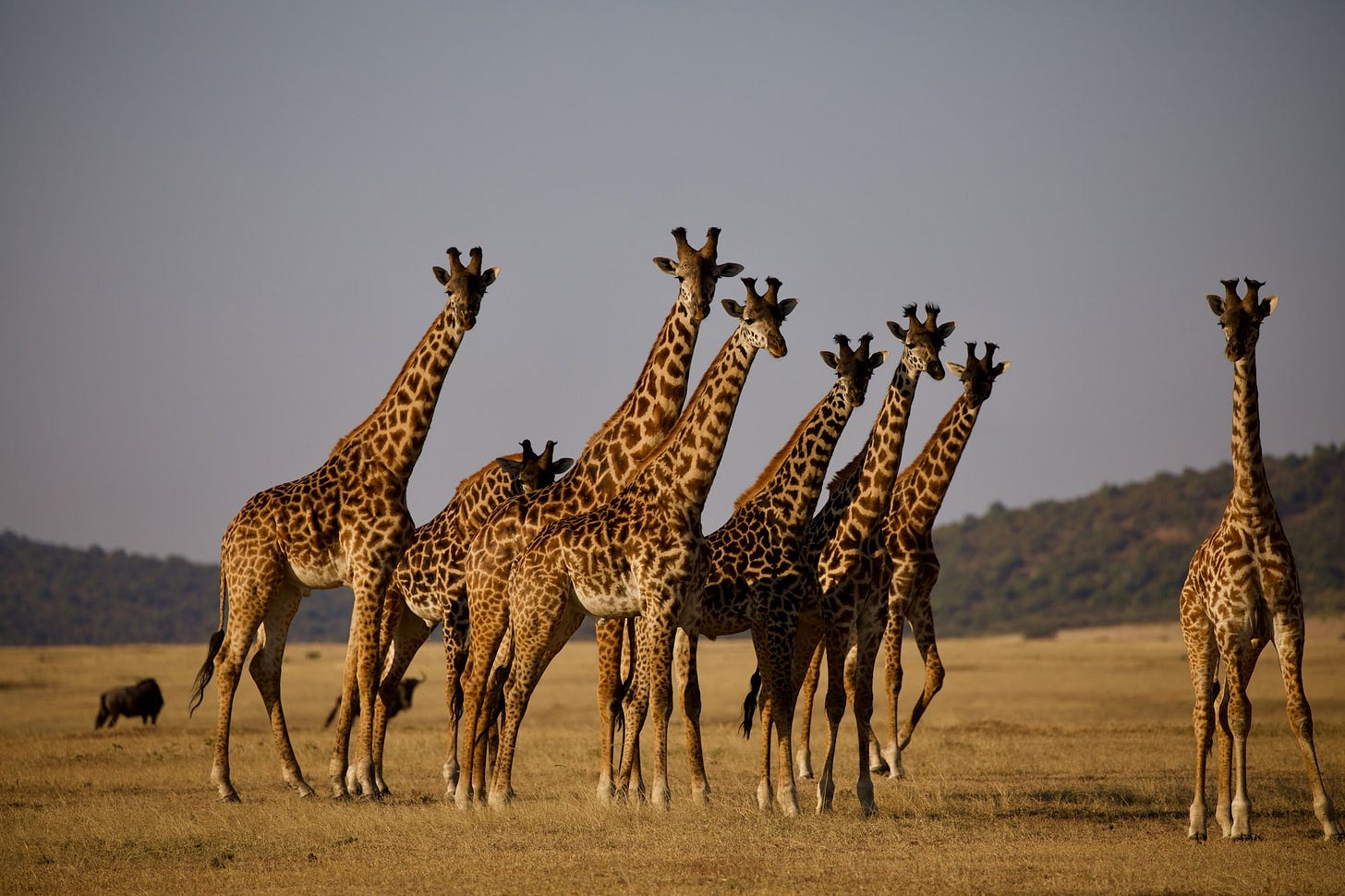 Giraffes on a safari in the Seregeti