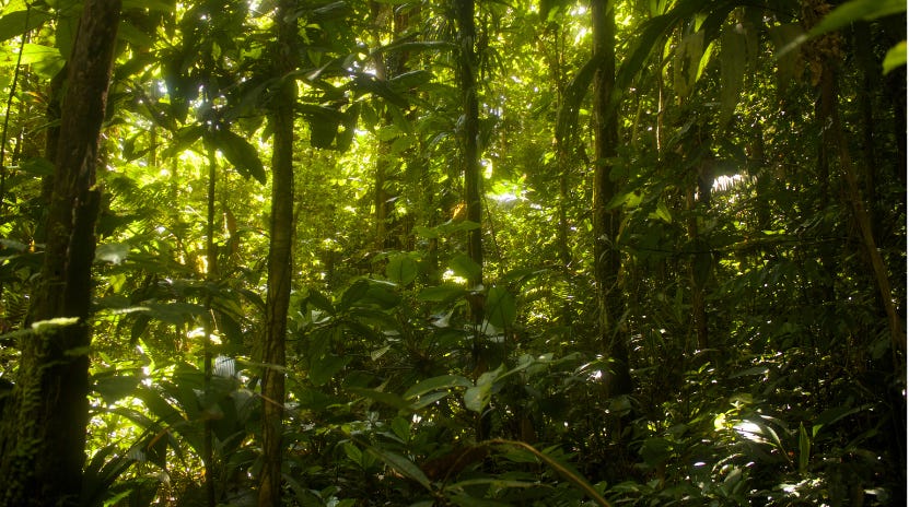 First TFFF pledges since COP30 but the UK keeps things interesting
