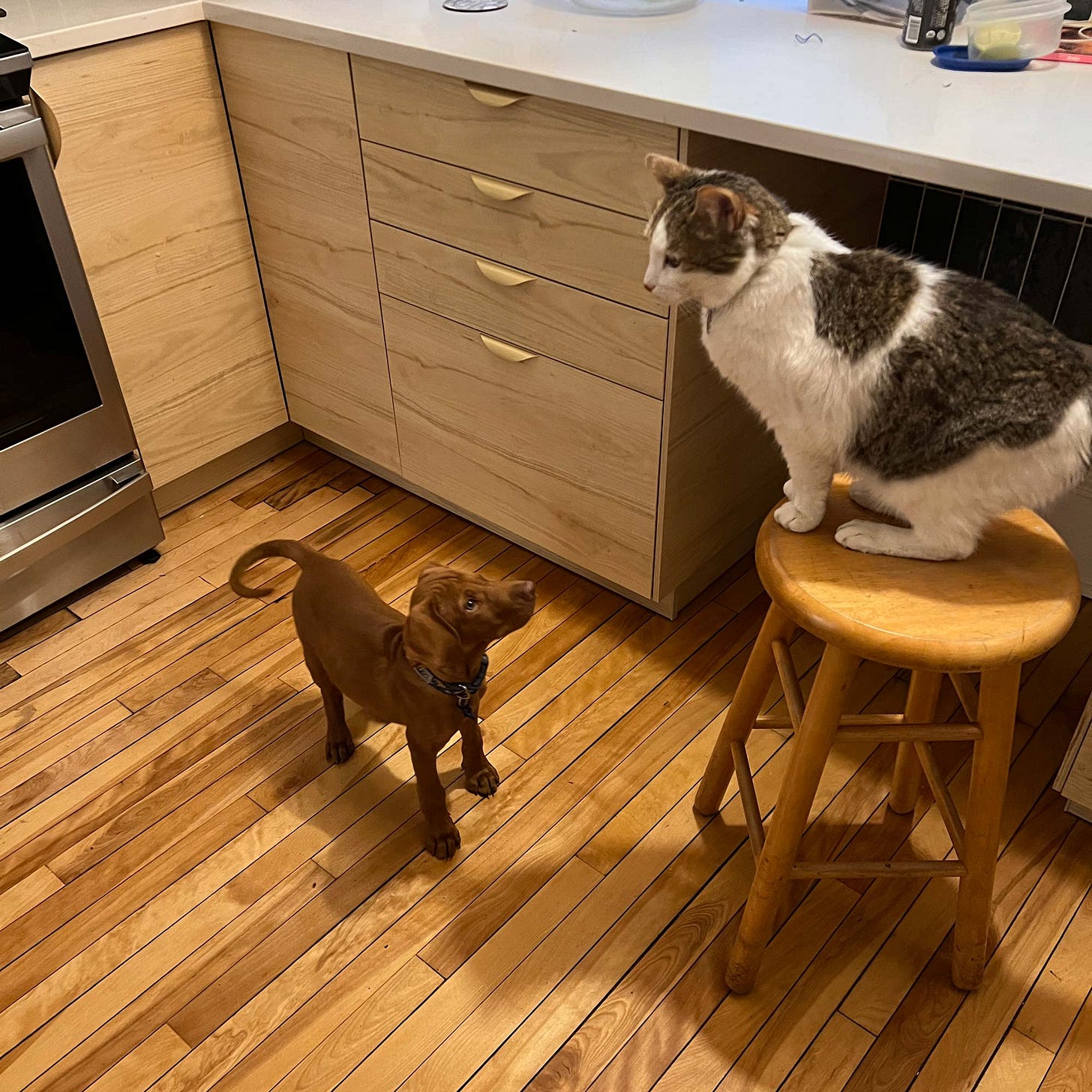 Baby Lief, the one-eyed vizsla, looks up at his kitty friend Huntington. 