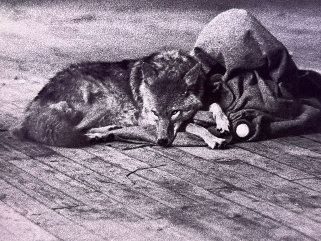 A black-and-white photograph of a coyote, lying on the floor and staring towards the photographer; next to him is a bundle of rags with a lit flashlight poking out.