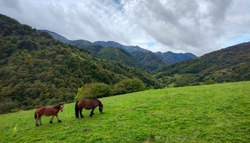 Caballos en un prado, Pajares, Asturias