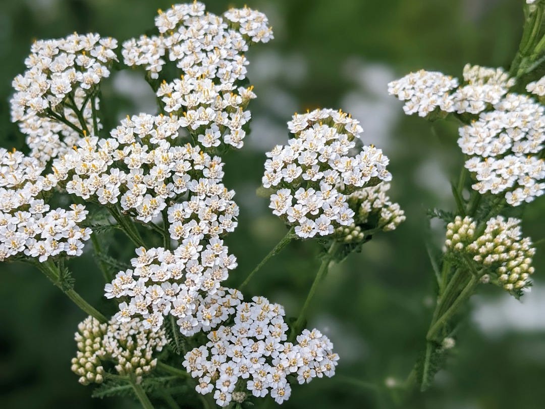 a close up of white flowers