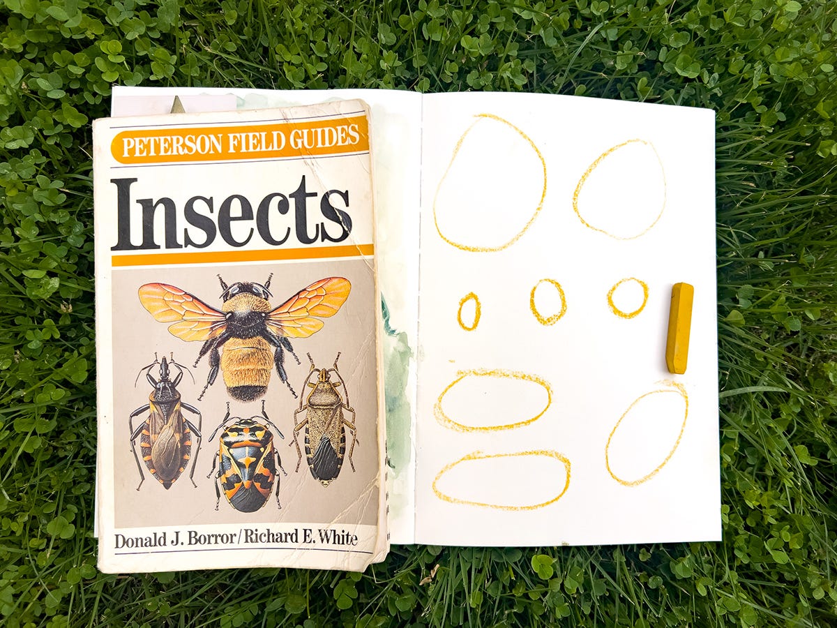 peterson field guide and layout page peterson field guide and layout page