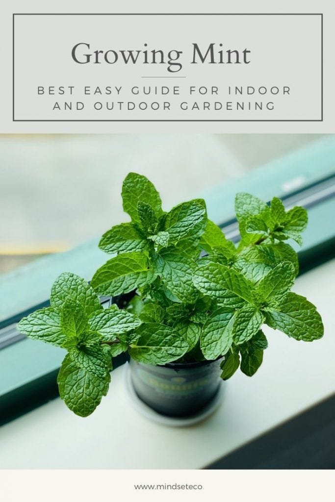 growing mint growing mint
