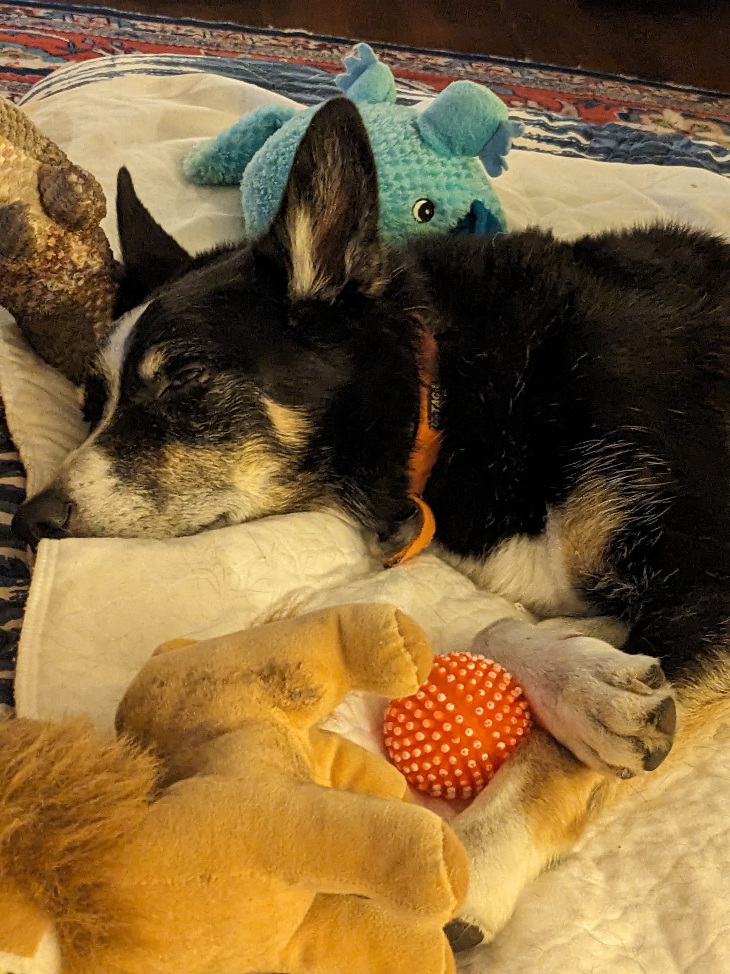 Dog sleeping in his bed surrounded by toys
