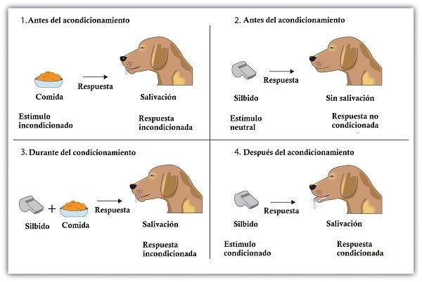Experimento de perros de Pavlov (condicionamiento clásico)