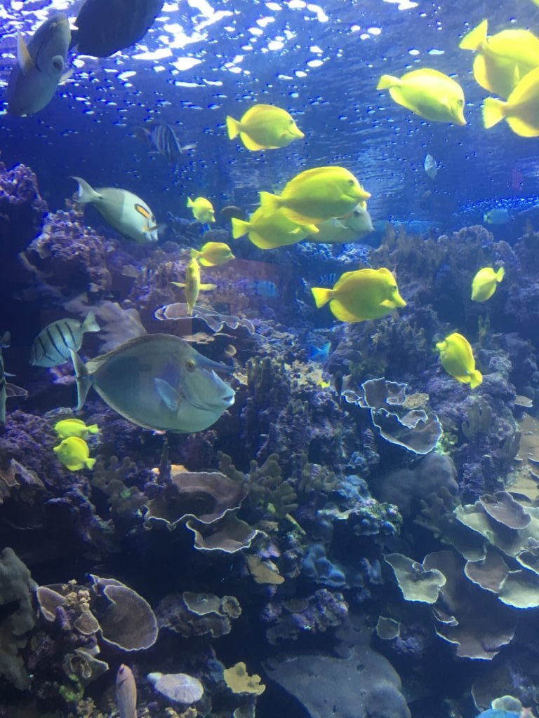 Maui Ocean Center