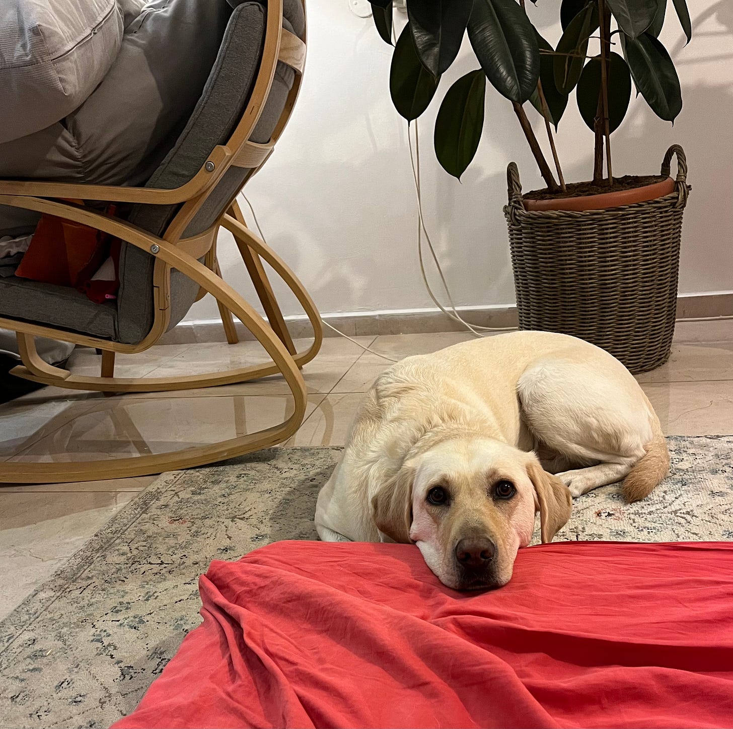 the best dog in the world the best dog in the world