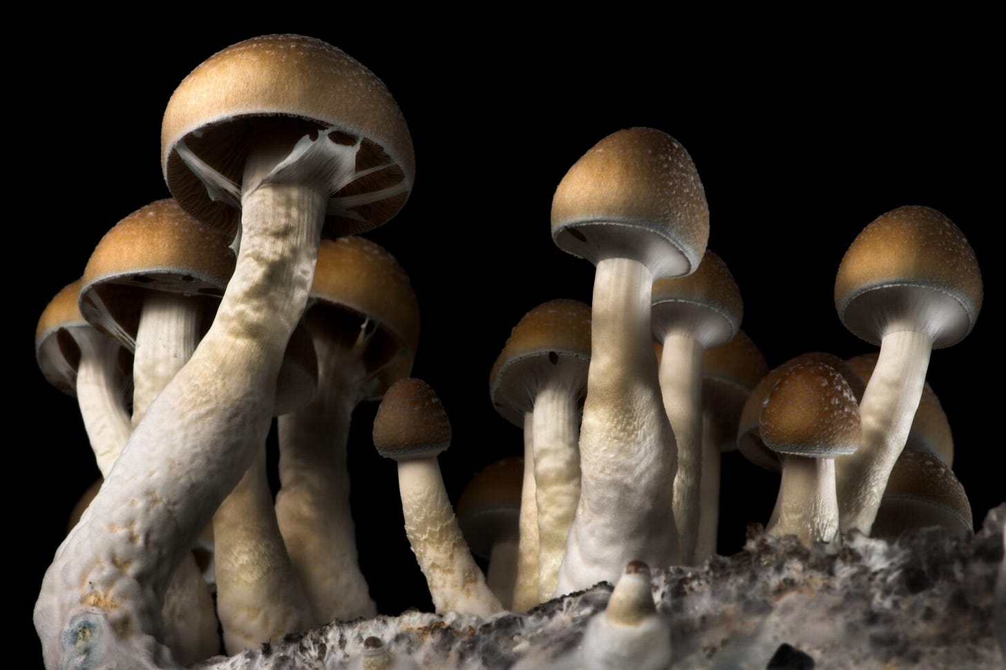 Oregon's psilocybin program stands on thousands of years of indigenous  experience • Oregon Capital Chronicle