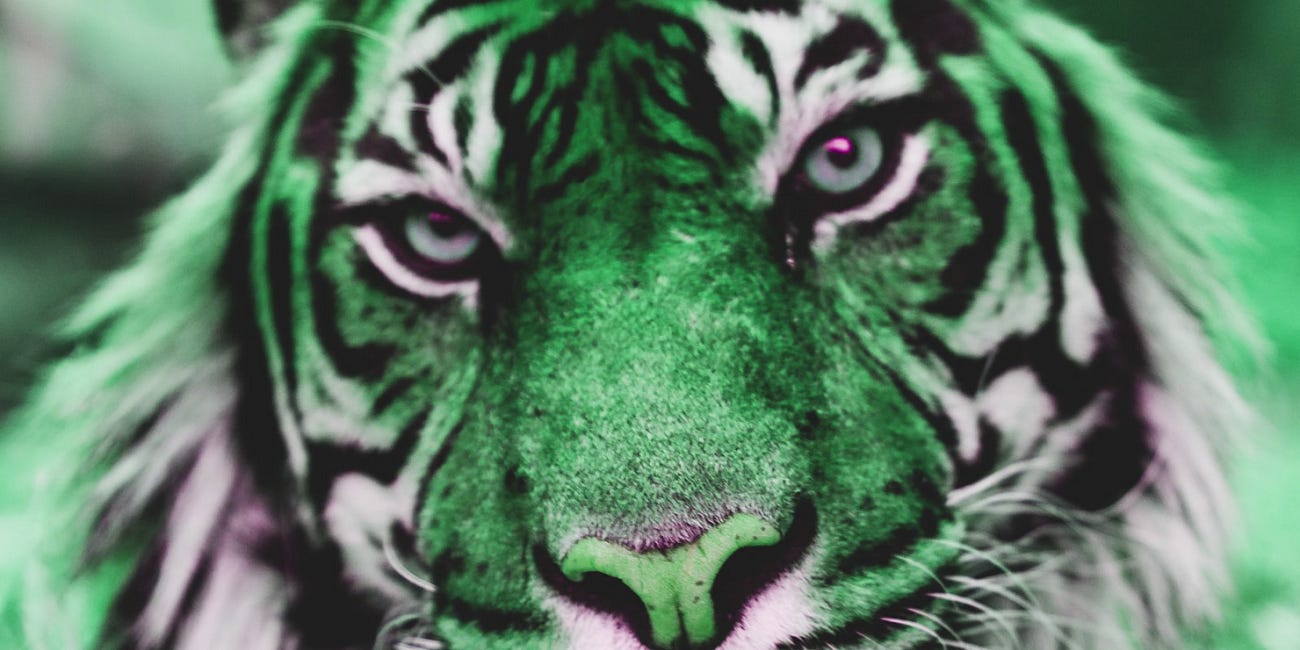 The Rise and Fall of the Celtic Tiger