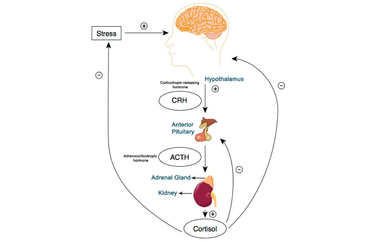 Nervous System Dysregulation, Cortisol, and the Herbal Path Back to Balance